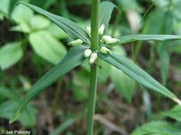 Attēlu rezultāti vaicājumam “Polygonatum verticillatum”
