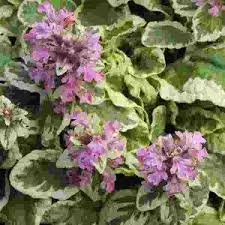 Attēlu rezultāti vaicājumam “Ajuga reptans flower”