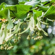 Attēlu rezultāti vaicājumam “Tilia platyphyllos Laciniata fruit”