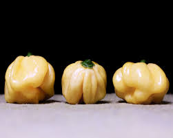 Afbeeldingsresultaat voor white habanero hot pepper
