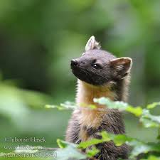 Attēlu rezultāti vaicājumam “Martes martes”