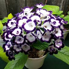 Image result for Streptocarpus