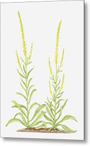 Image result for Reseda luteola