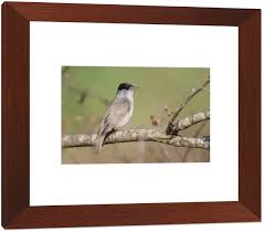 Attēlu rezultāti vaicājumam “Sylvia atricapilla male”