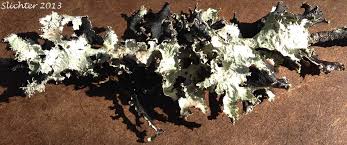 Attēlu rezultāti vaicājumam “Platismatia glauca”