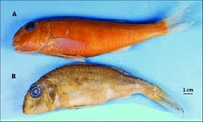 Image result for Mullus surmuletus