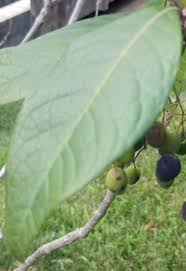 Attēlu rezultāti vaicājumam “Chionanthus virginicus leaf”