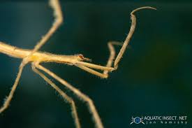 Attēlu rezultāti vaicājumam “Ranatra linearis”