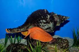 Image result for Triplofusus giganteus