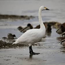 Attēlu rezultāti vaicājumam “Cygnus columbianus adult”