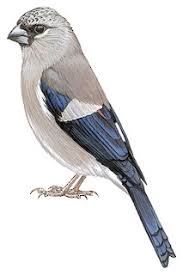 Attēlu rezultāti vaicājumam “Fringillidae”