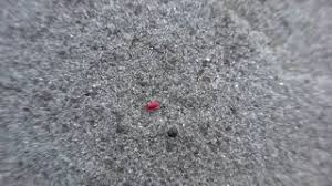 Attēlu rezultāti vaicājumam “Bryobia praetiosa”