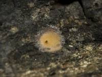 Attēlu rezultāti vaicājumam “Dictydiaethalium plumbeum”