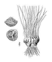 Attēlu rezultāti vaicājumam “Isoetes lacustris”