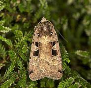 Attēlu rezultāti vaicājumam “Xestia triangulum”