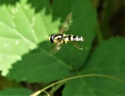 Attēlu rezultāti vaicājumam “Xanthogramma sp. male”