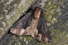 Attēlu rezultāti vaicājumam “Dypterygia scabriuscula”