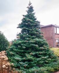 Attēlu rezultāti vaicājumam “Abies koreana”