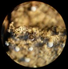 Attēlu rezultāti vaicājumam “Diderma umbilicatum macro”