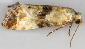 Attēlu rezultāti vaicājumam “Eupoecilia angustana”