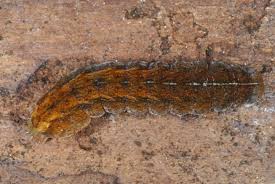 Attēlu rezultāti vaicājumam “Rusina ferruginea”