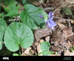 Attēlu rezultāti vaicājumam “Viola reichenbachiana leaf”