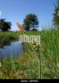 Attēlu rezultāti vaicājumam “Carex panicea fruit”