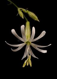 Attēlu rezultāti vaicājumam “Silene nutans”