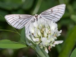 Attēlu rezultāti vaicājumam “Siona lineata”