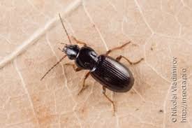 Attēlu rezultāti vaicājumam “Pterostichus sp.”