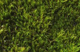 Attēlu rezultāti vaicājumam “Hymenostylium recurvirostrum”