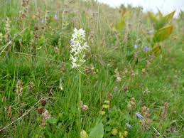 Attēlu rezultāti vaicājumam “Platanthera bifolia”