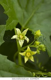 Attēlu rezultāti vaicājumam “Bryonia alba leaf”