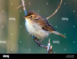 Image result for Hippolais caligata