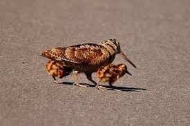 Attēlu rezultāti vaicājumam “Scolopax rusticola eggs”