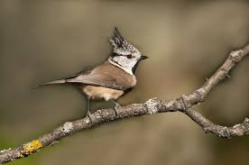 Attēlu rezultāti vaicājumam “Lophophanes cristatus”