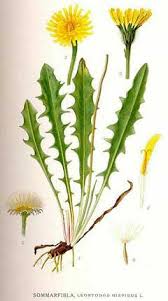 Attēlu rezultāti vaicājumam “Leontodon hispidus fruit”