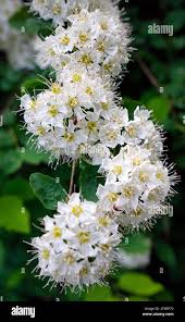 Attēlu rezultāti vaicājumam “Spiraea chamaedryfolia flower”