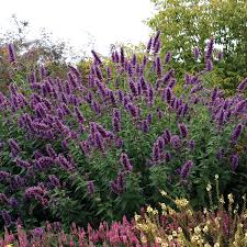 Attēlu rezultāti vaicājumam “Arthonia byssacea”