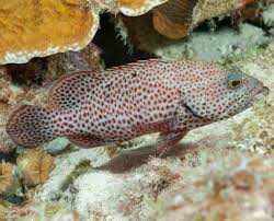 Image result for Cephalopholis cruentata
