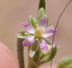 Attēlu rezultāti vaicājumam “Spergularia marina leaf”