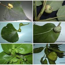 Attēlu rezultāti vaicājumam “Pemphigus borealis”