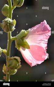 Attēlu rezultāti vaicājumam “Alcea rosea bud”