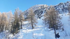 Attēlu rezultāti vaicājumam “Larix decidua var. polonica”