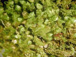 Attēlu rezultāti vaicājumam “Lophozia incisa”