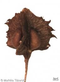 Attēlu rezultāti vaicājumam “Rumex obtusifolius fruit”