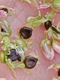 Attēlu rezultāti vaicājumam “Persicaria lapathifolia fruit”