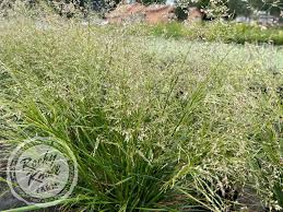 Attēlu rezultāti vaicājumam “Deschampsia cespitosa bud”