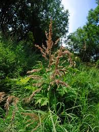 Attēlu rezultāti vaicājumam “Calamagrostis purpurea flower”