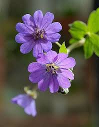 Attēlu rezultāti vaicājumam “Geranium pyrenaicum flower”